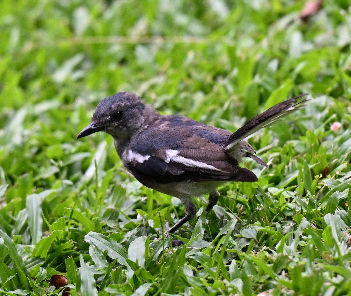 Oriental Magpie-Robin - ML642909314