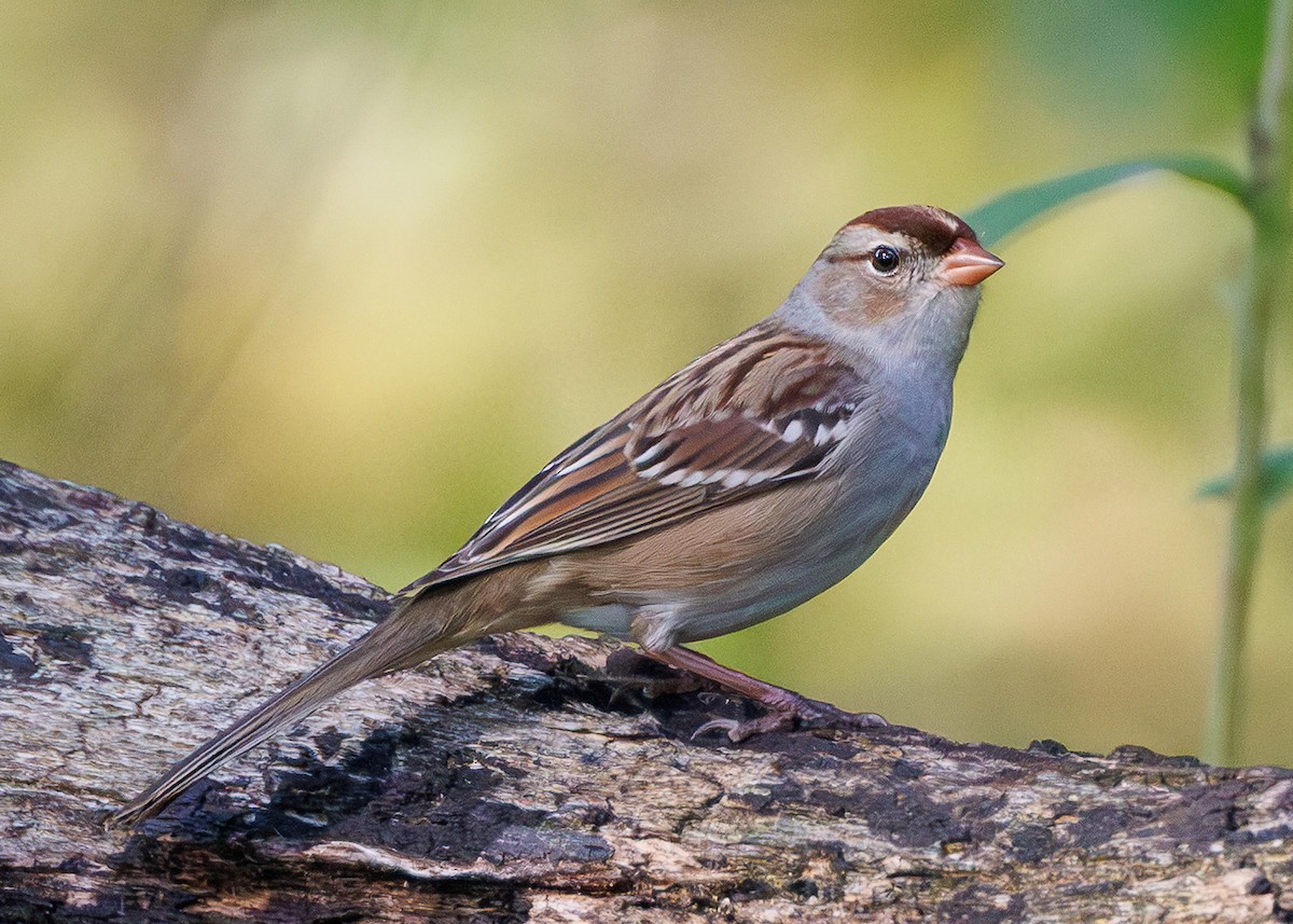White-crowned Sparrow - ML642909315