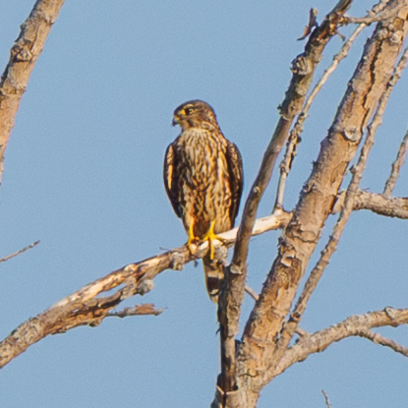 Merlin - ML642909319