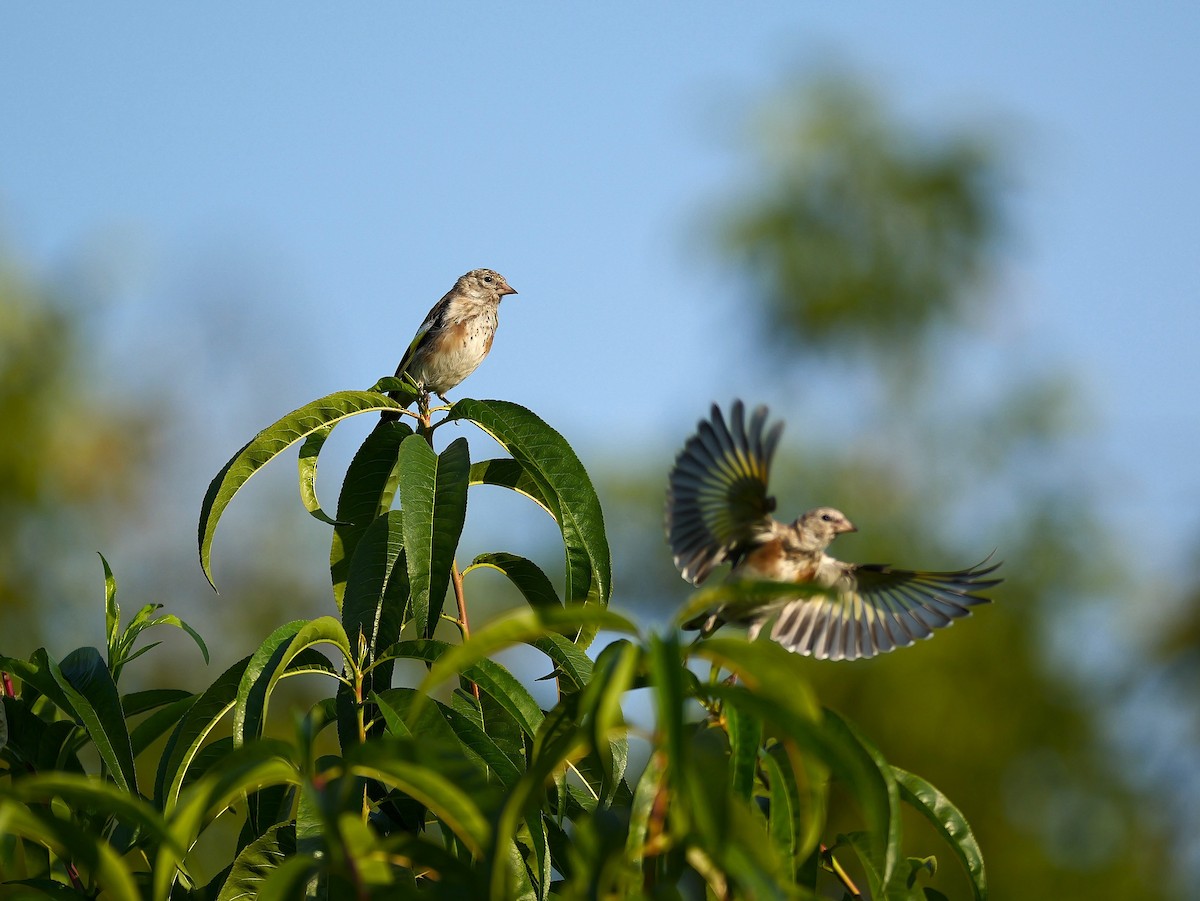 European Goldfinch - ML642909324