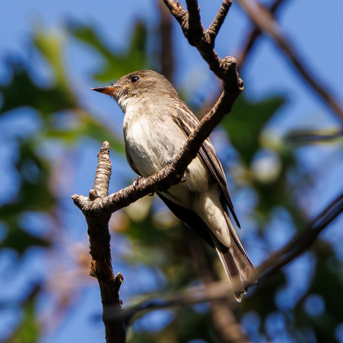 Eastern Wood-Pewee - ML642909325