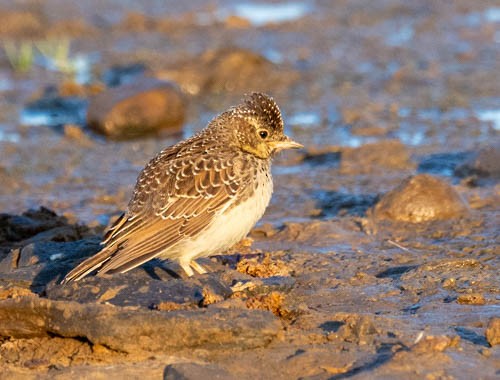 Large-billed Lark - ML642909330