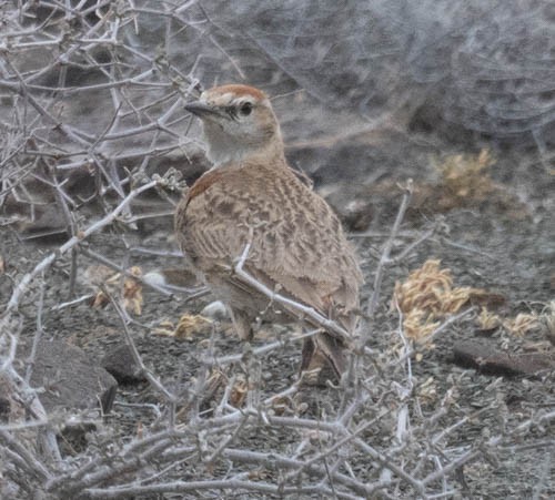 Red-capped Lark - ML642909336