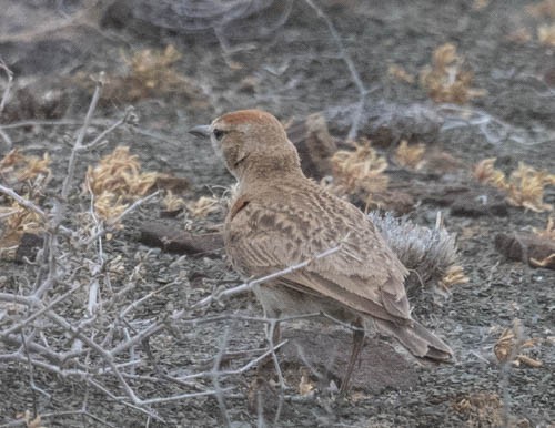 Red-capped Lark - ML642909337