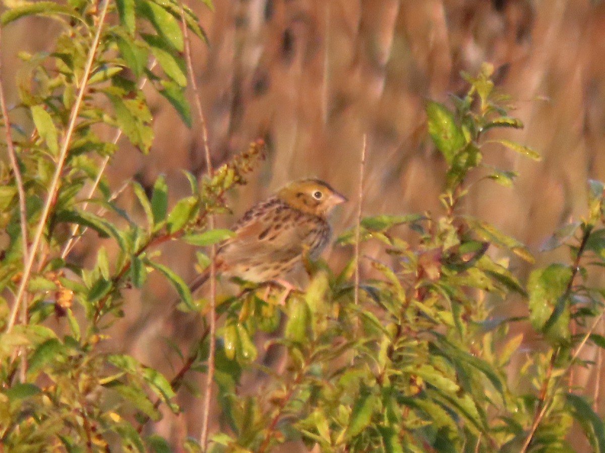 Henslow's Sparrow - ML642909345