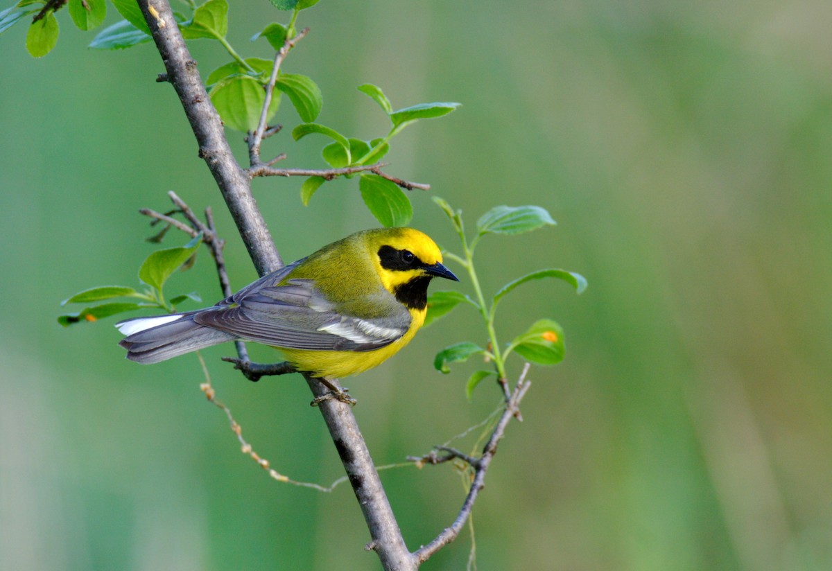 Lawrence's Warbler (hybrid) - ML642909349