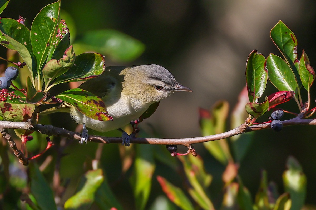 rødøyevireo - ML642909364