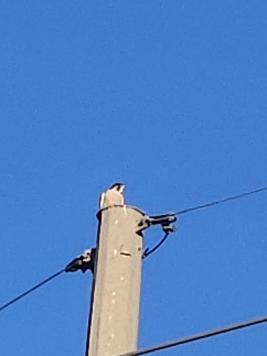 Эгэл шонхор - ML642909372