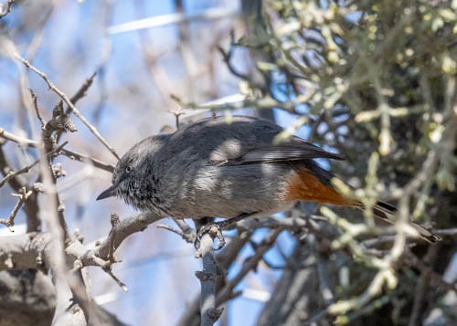 Chestnut-vented Warbler - ML642909382