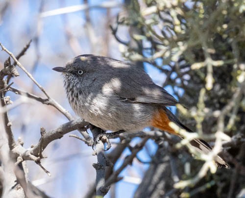 Chestnut-vented Warbler - ML642909384