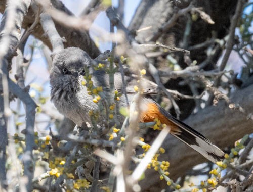 Chestnut-vented Warbler - ML642909385