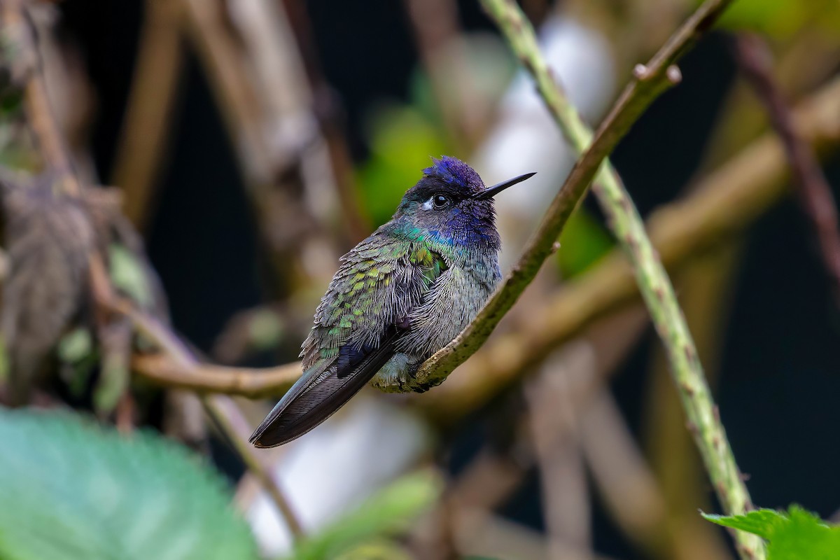 Violet-headed Hummingbird - ML642909386