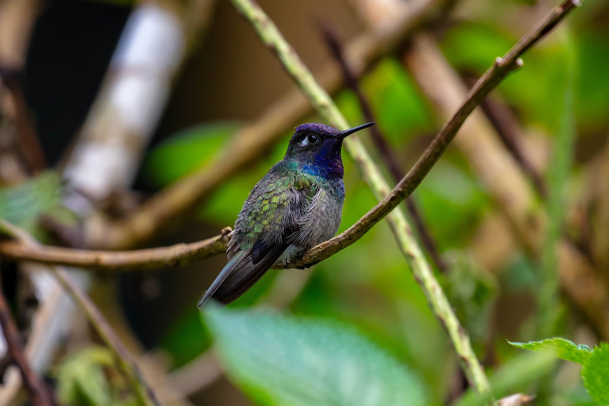 Violet-headed Hummingbird - ML642909387