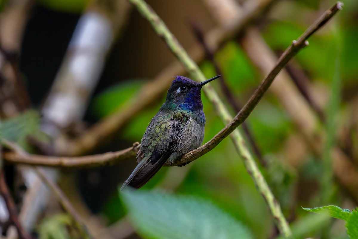 Violet-headed Hummingbird - ML642909389