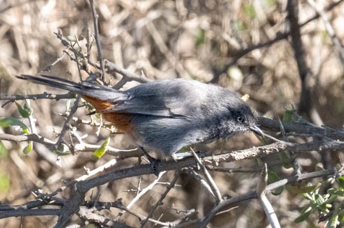 Chestnut-vented Warbler - ML642909407