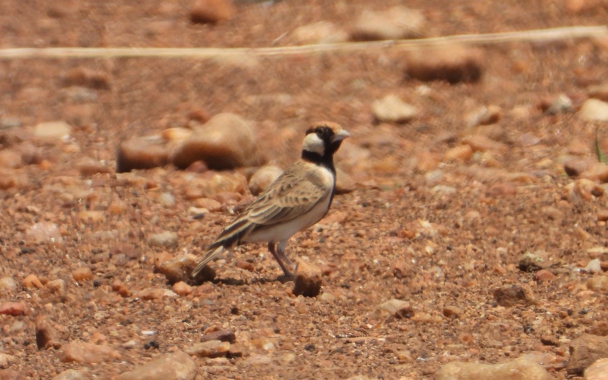 Fischer's Sparrow-Lark - ML642909411