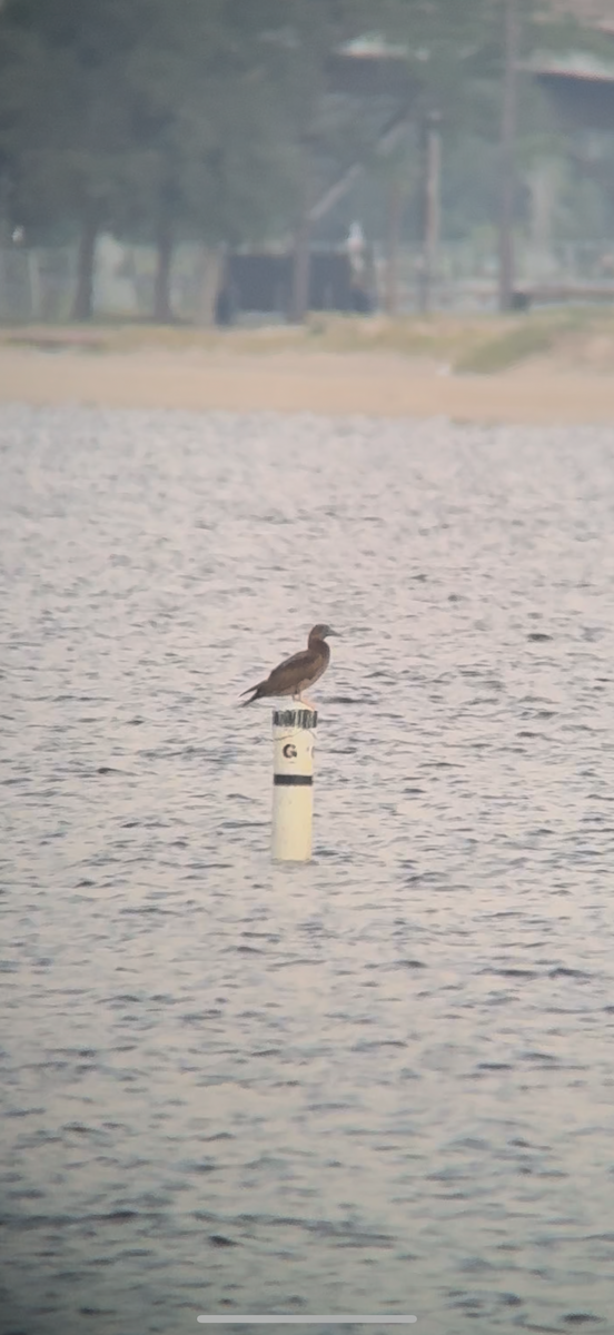 白腹鰹鳥 - ML642909445