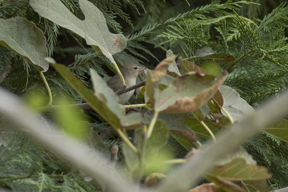 Garden Warbler - ML642909455