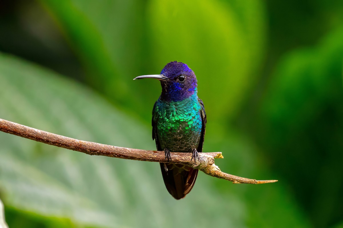 Golden-tailed Sapphire - ML642909462