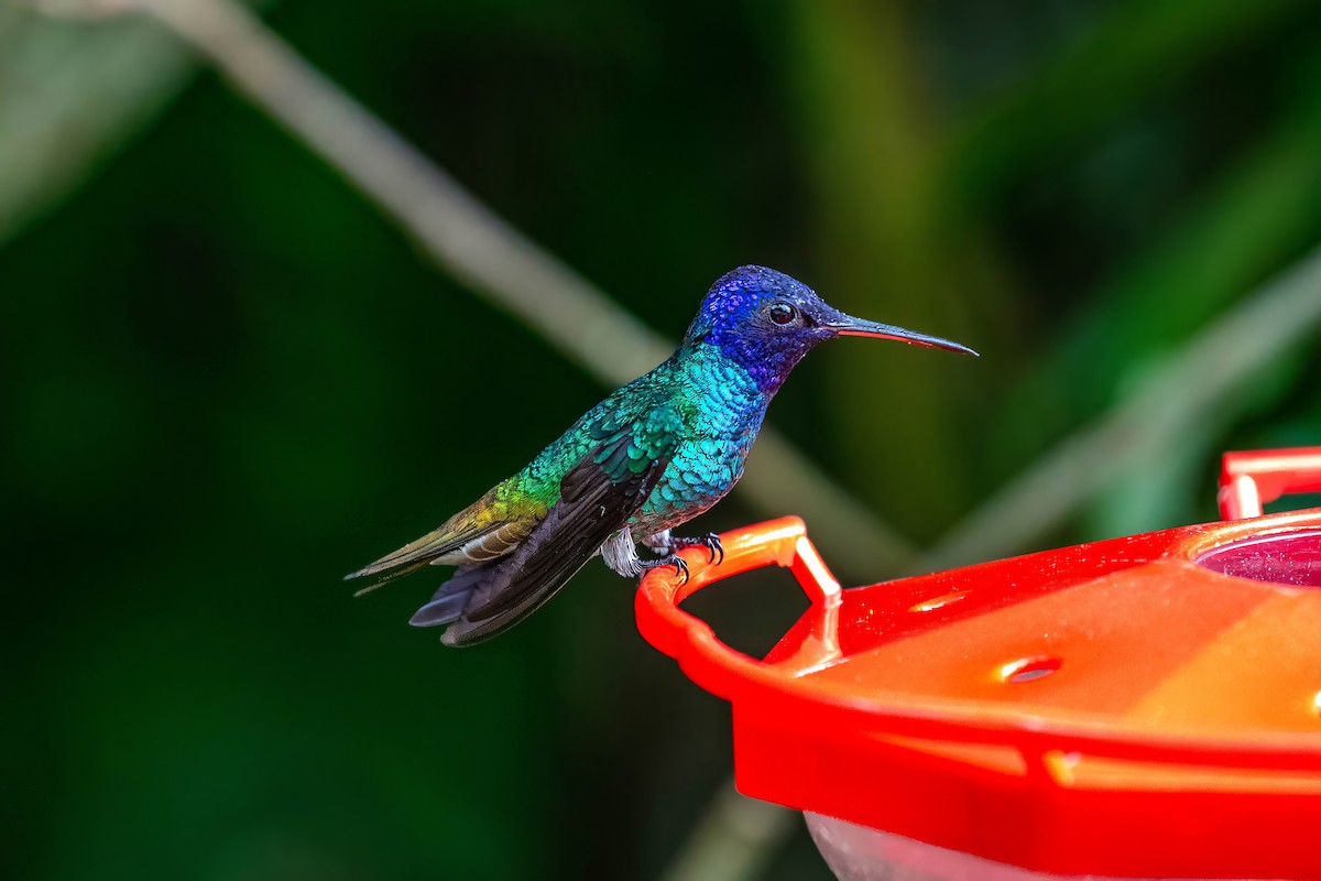 Golden-tailed Sapphire - ML642909463