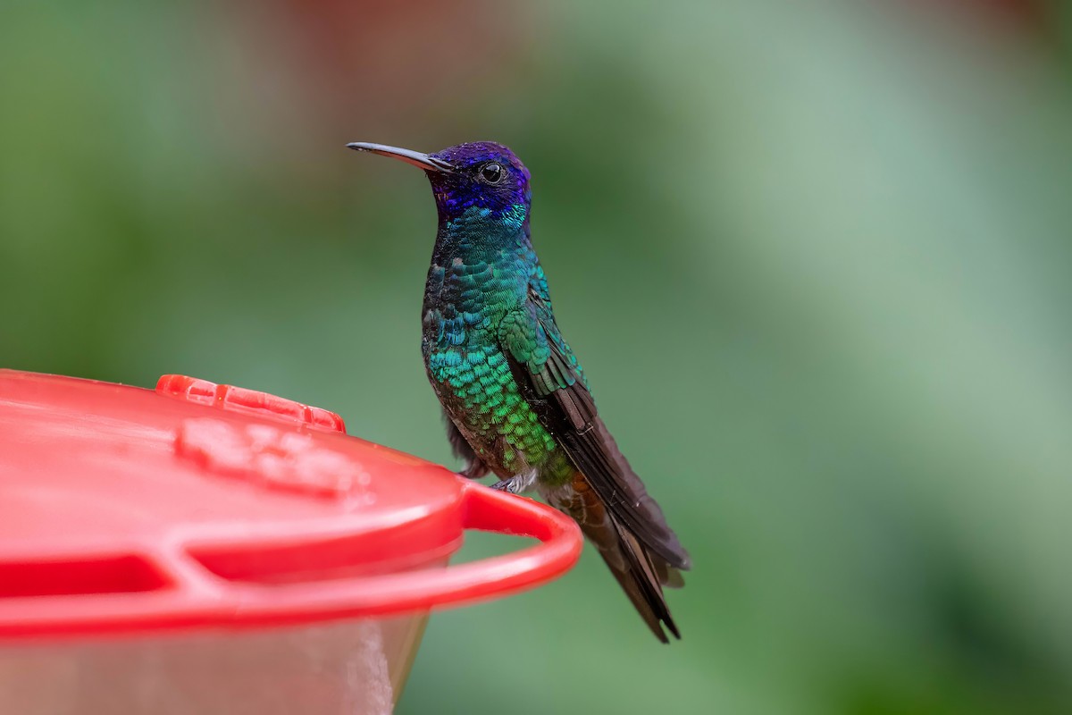 Golden-tailed Sapphire - ML642909464