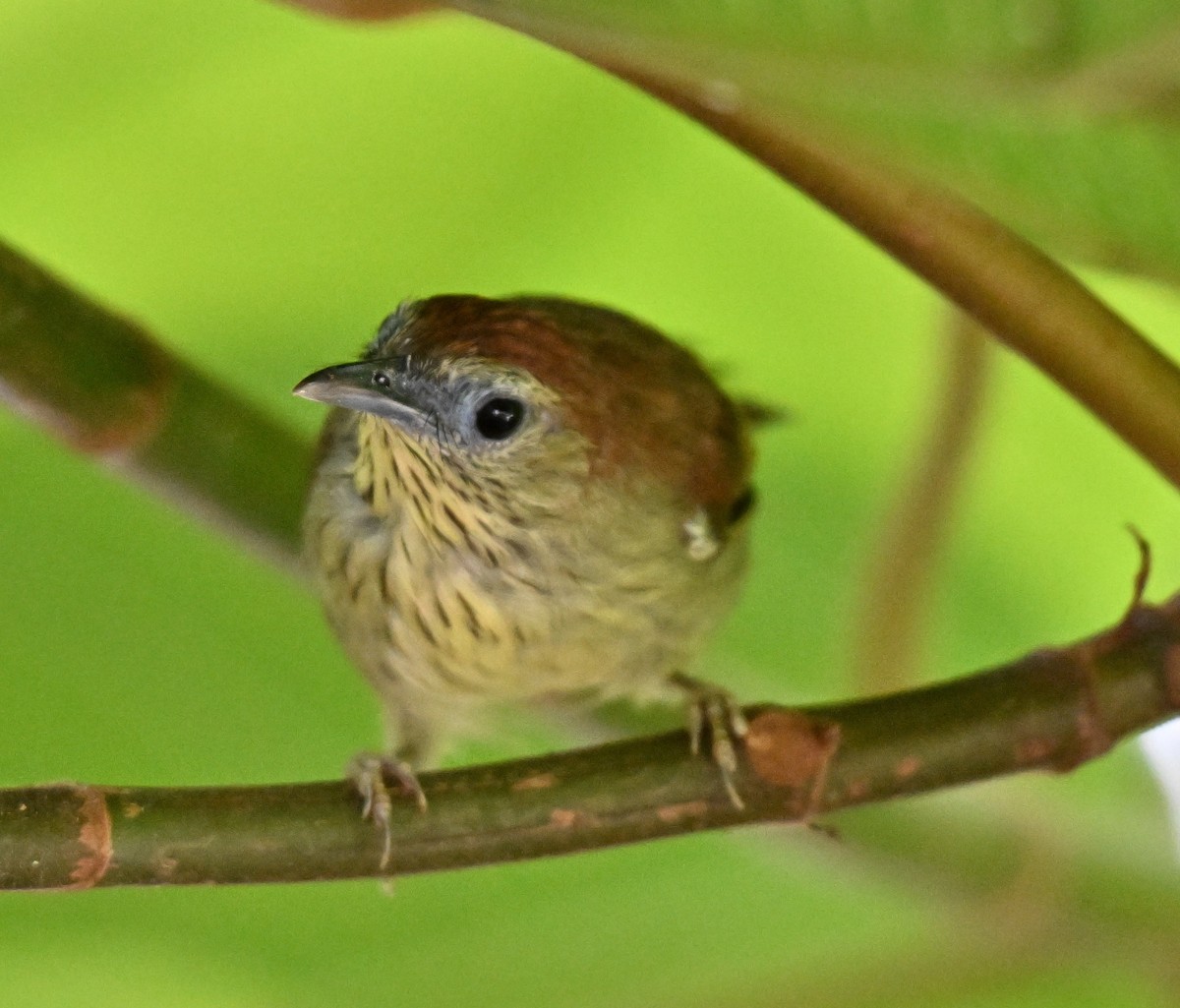 Pin-striped Tit-Babbler - ML642909475