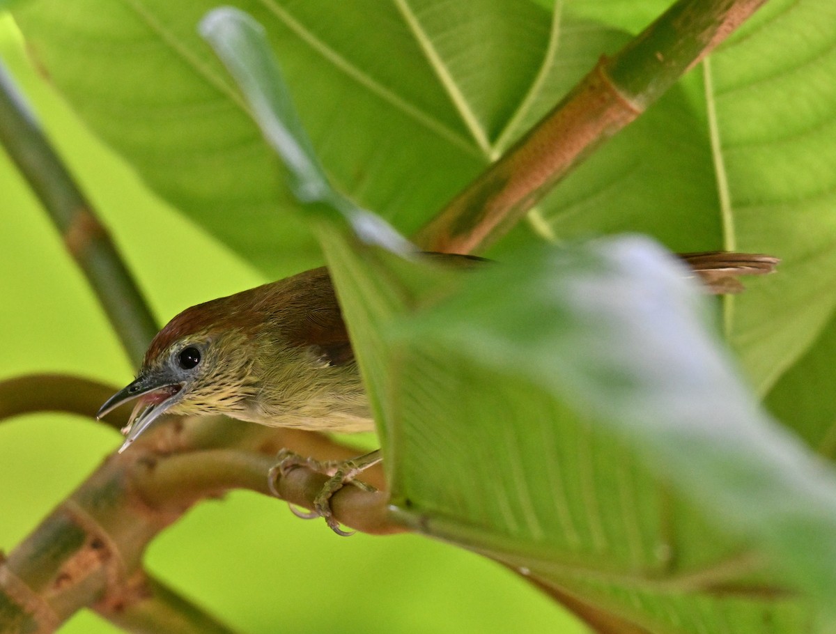 Pin-striped Tit-Babbler - ML642909476