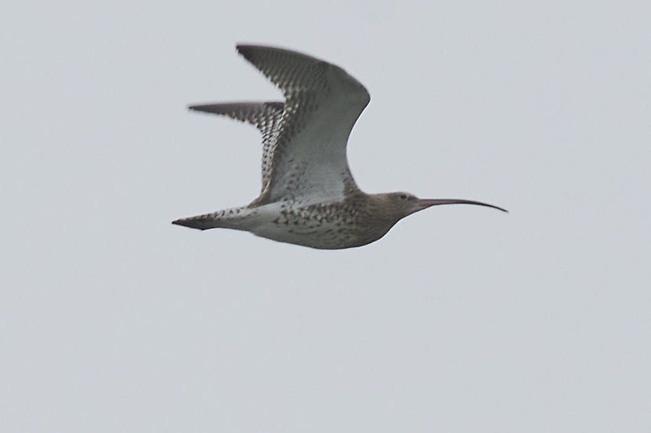 Eurasian Curlew - ML642909480