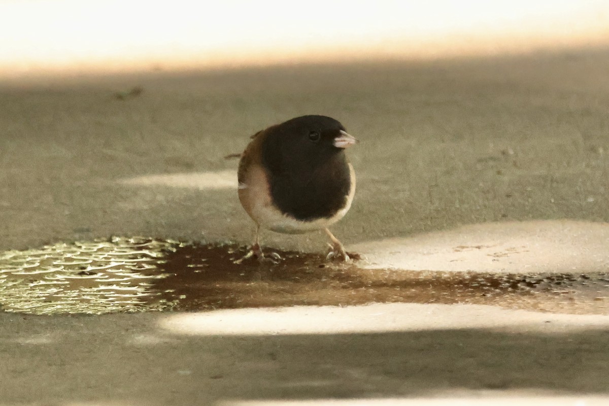 Dark-eyed Junco (Oregon) - ML642909497