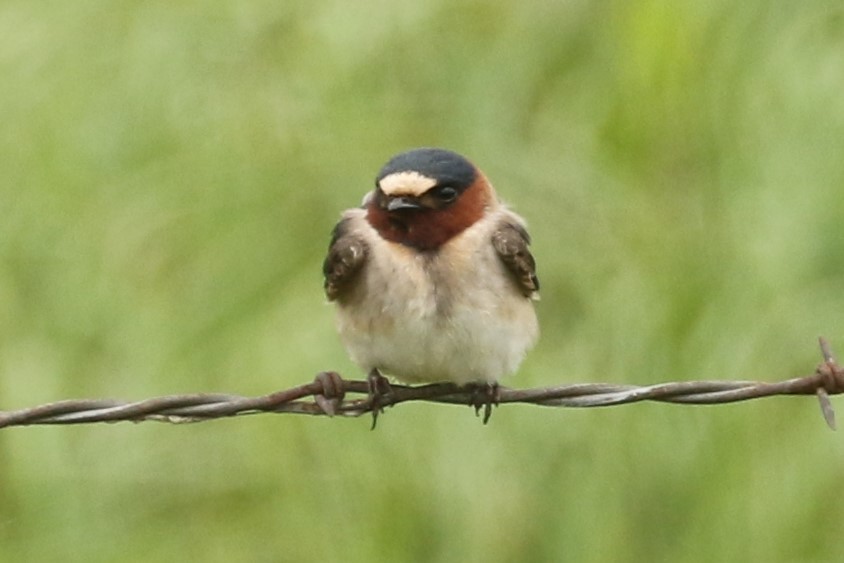 Cliff Swallow - ML642909500