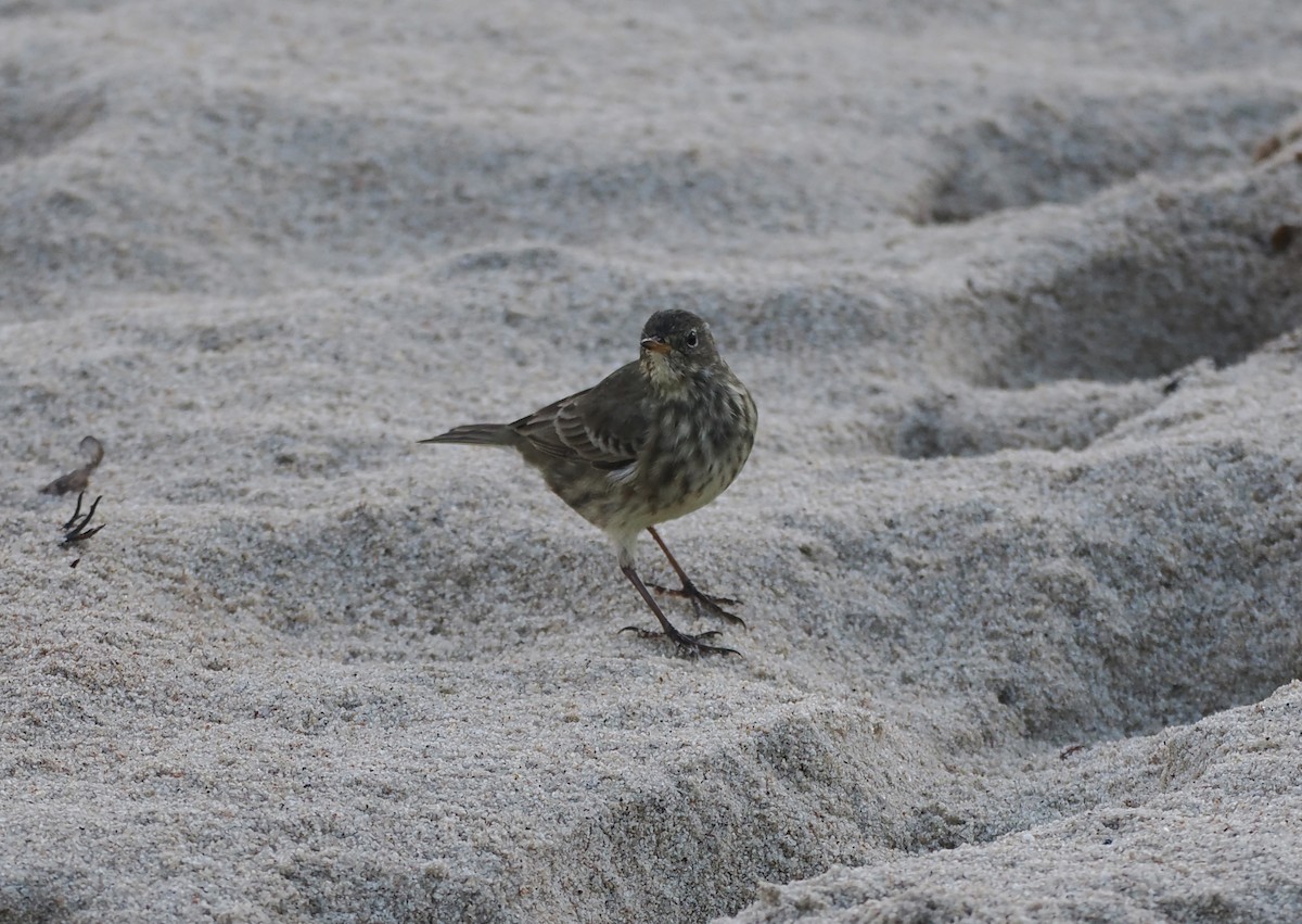 Rock Pipit - ML642909511