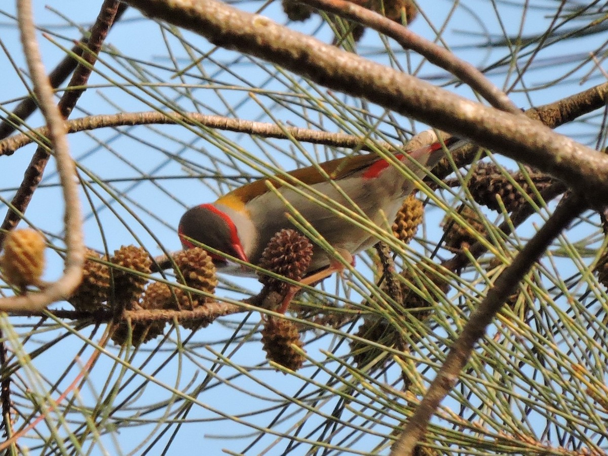 Red-browed Firetail - ML642909514