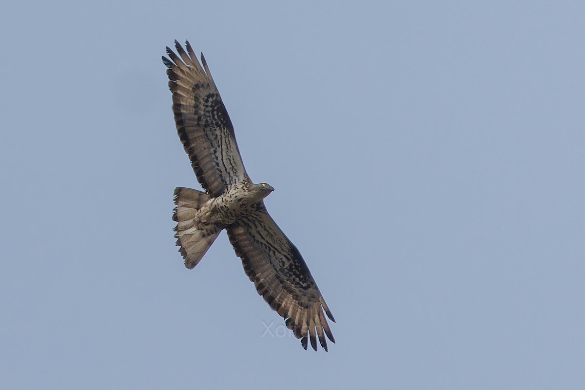 European Honey-buzzard - ML642909516
