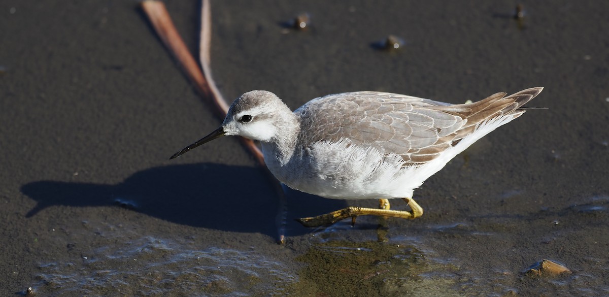 Wilson's Phalarope - ML642909520