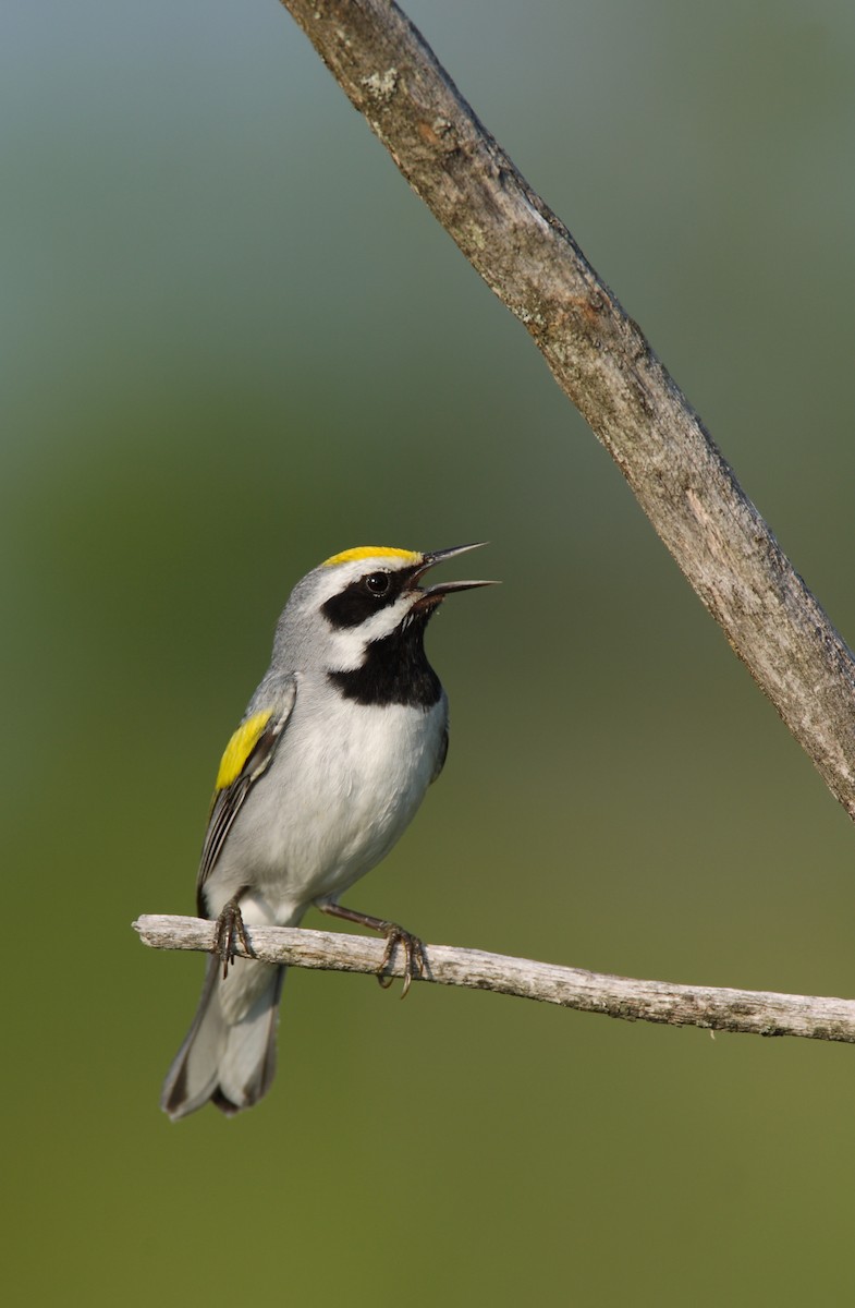 Golden-winged Warbler - ML642909524
