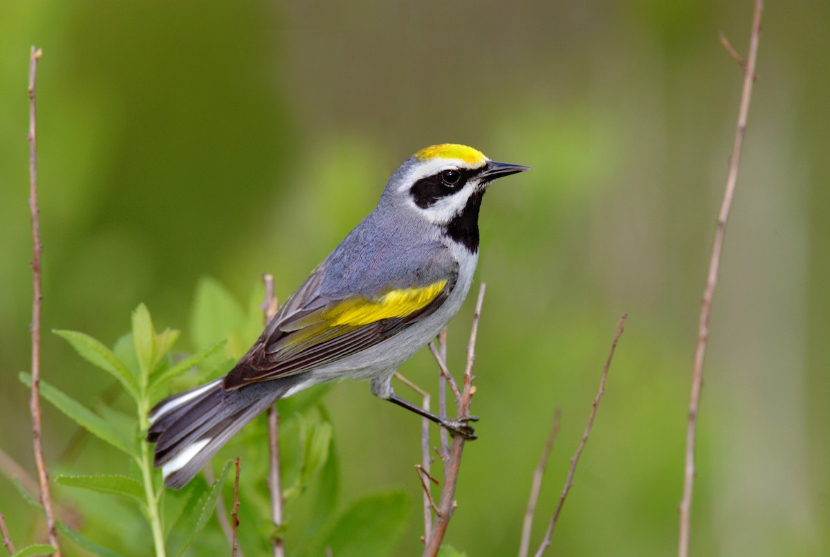 Golden-winged Warbler - ML642909525