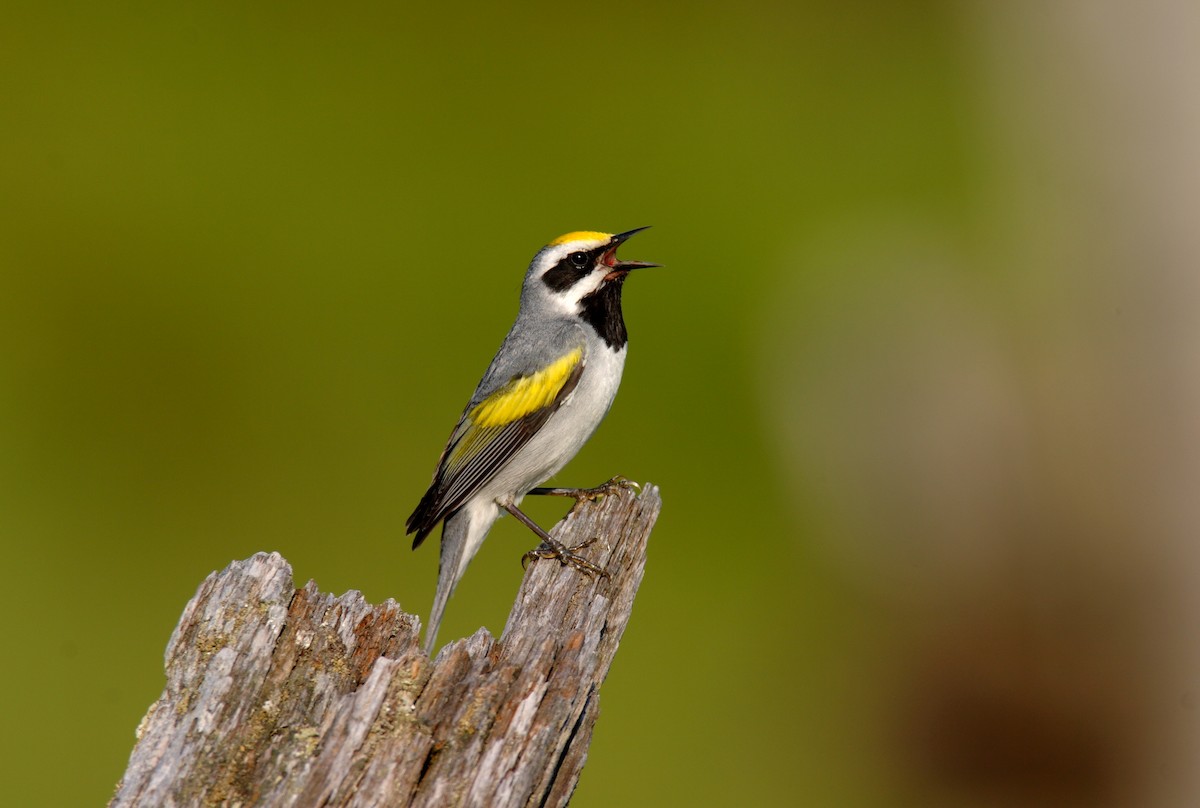 Golden-winged Warbler - ML642909526