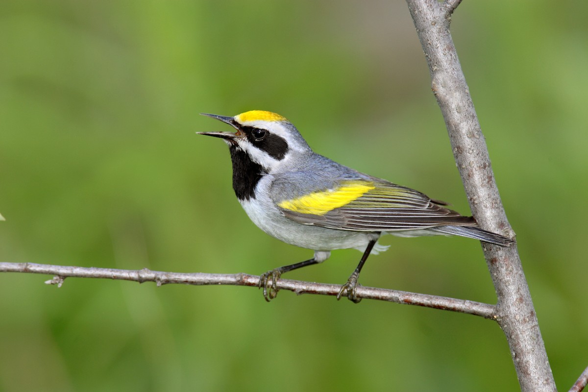 Golden-winged Warbler - ML642909527