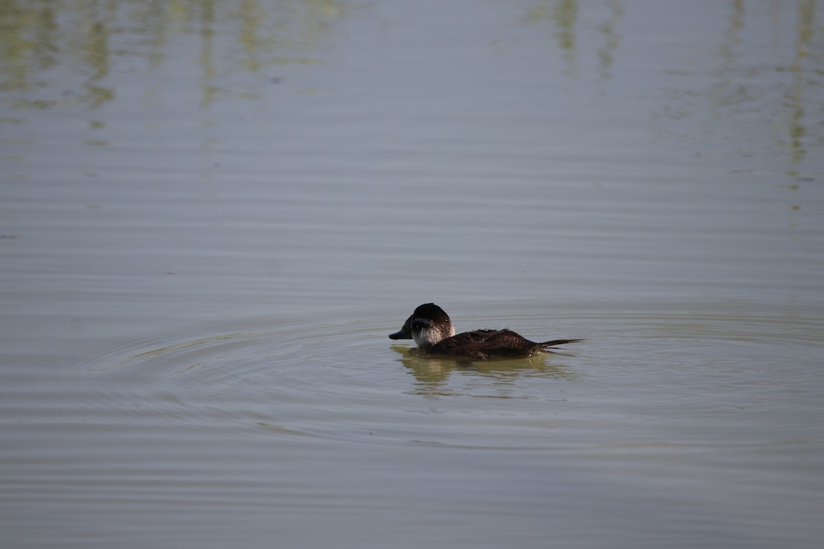 White-headed Duck - ML642909548