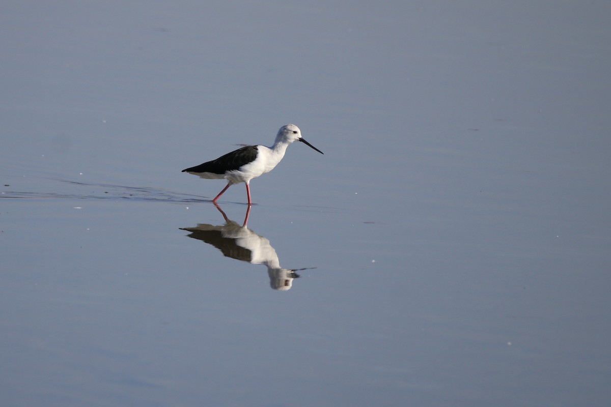 Black-winged Stilt - ML642909557