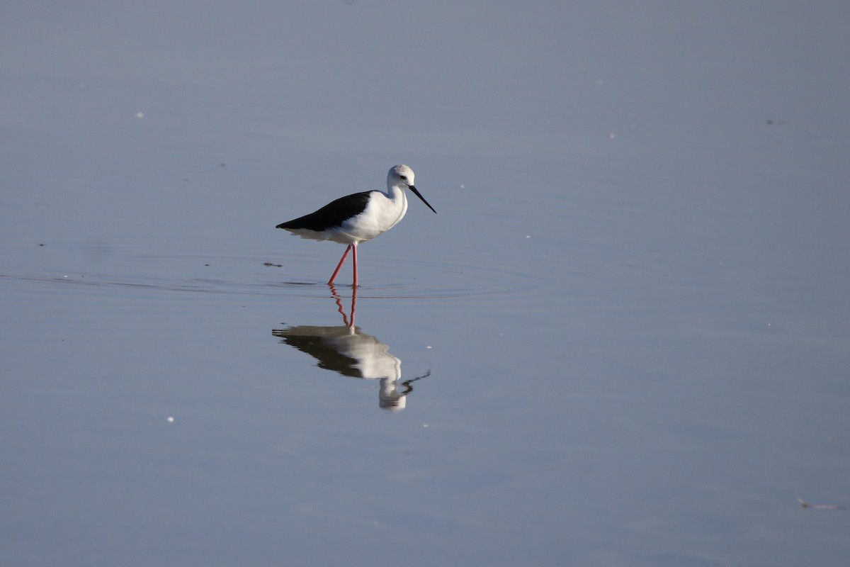 Black-winged Stilt - ML642909558