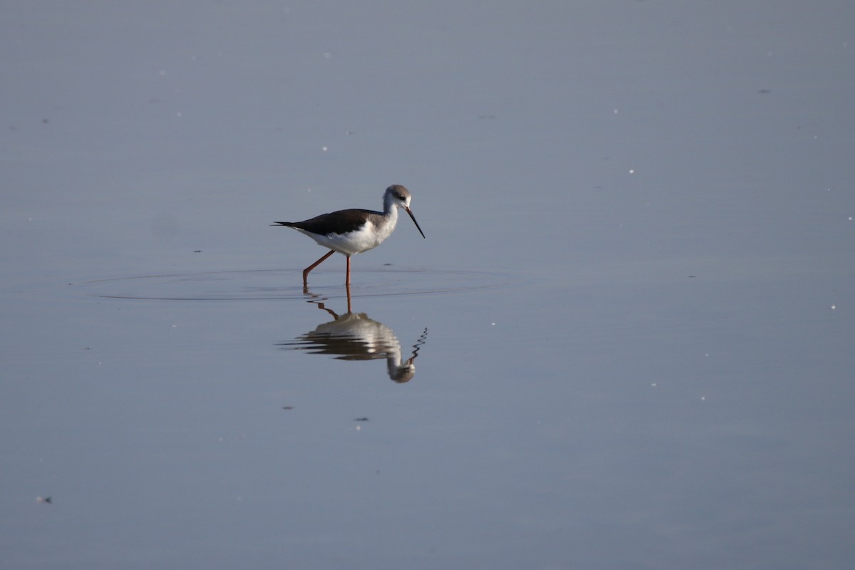 Black-winged Stilt - ML642909559