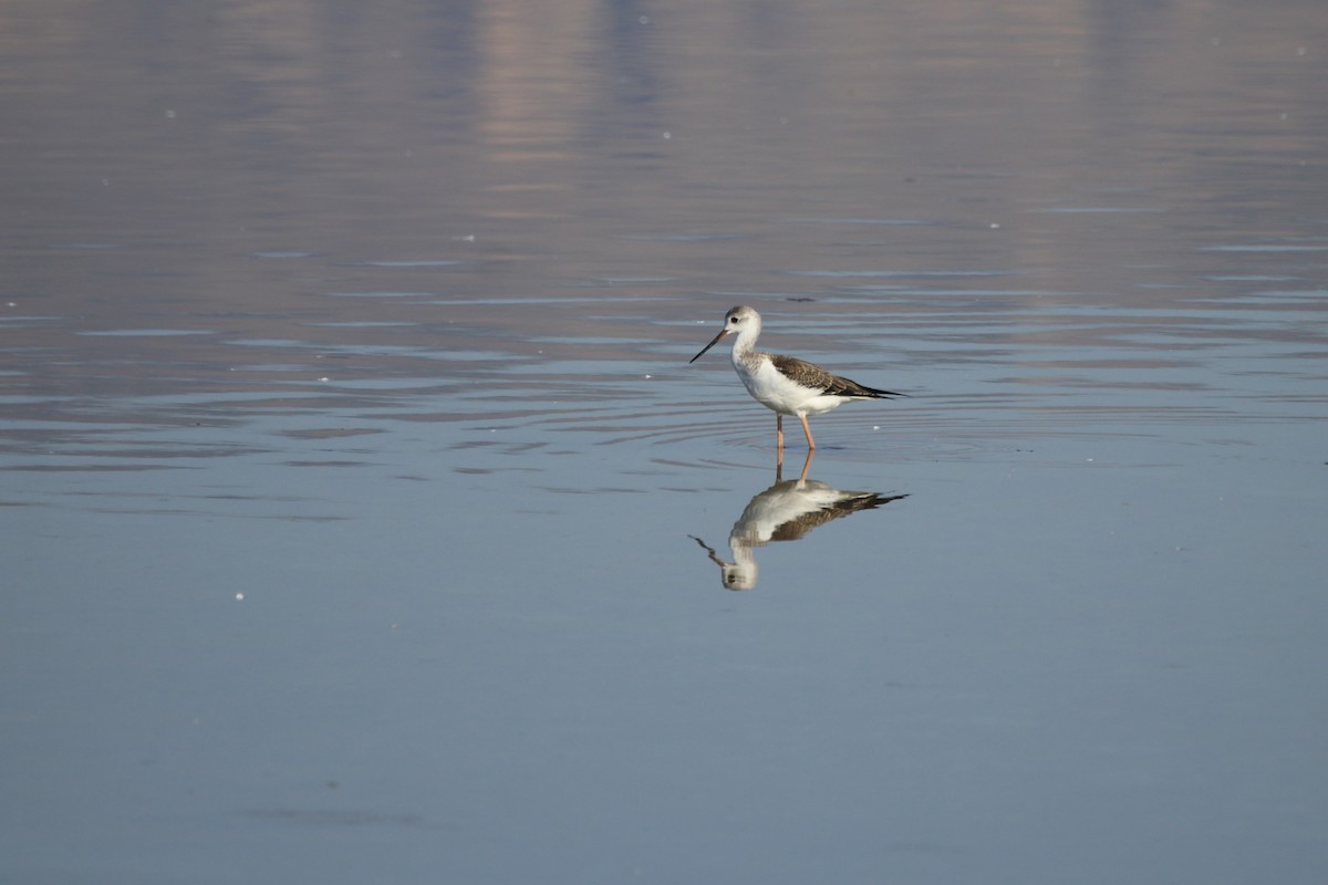 Black-winged Stilt - ML642909560