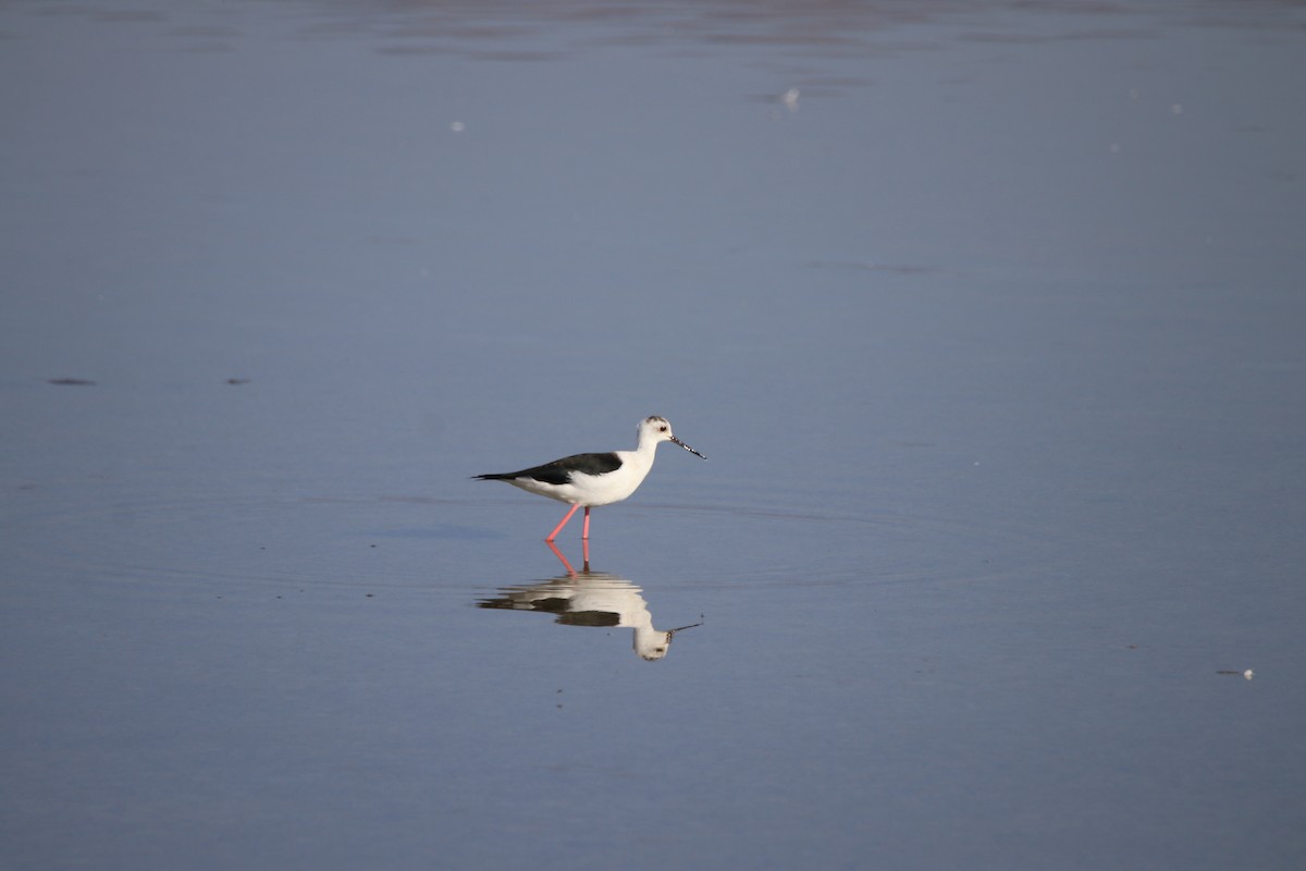 Black-winged Stilt - ML642909564