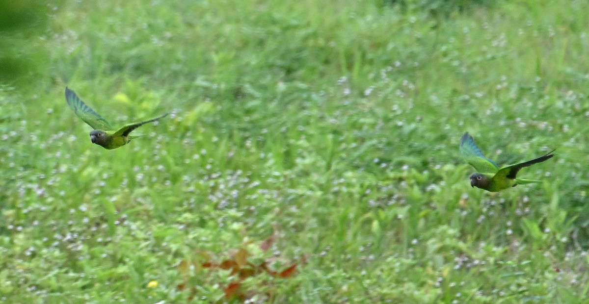 Brown-throated Parakeet - ML642909567