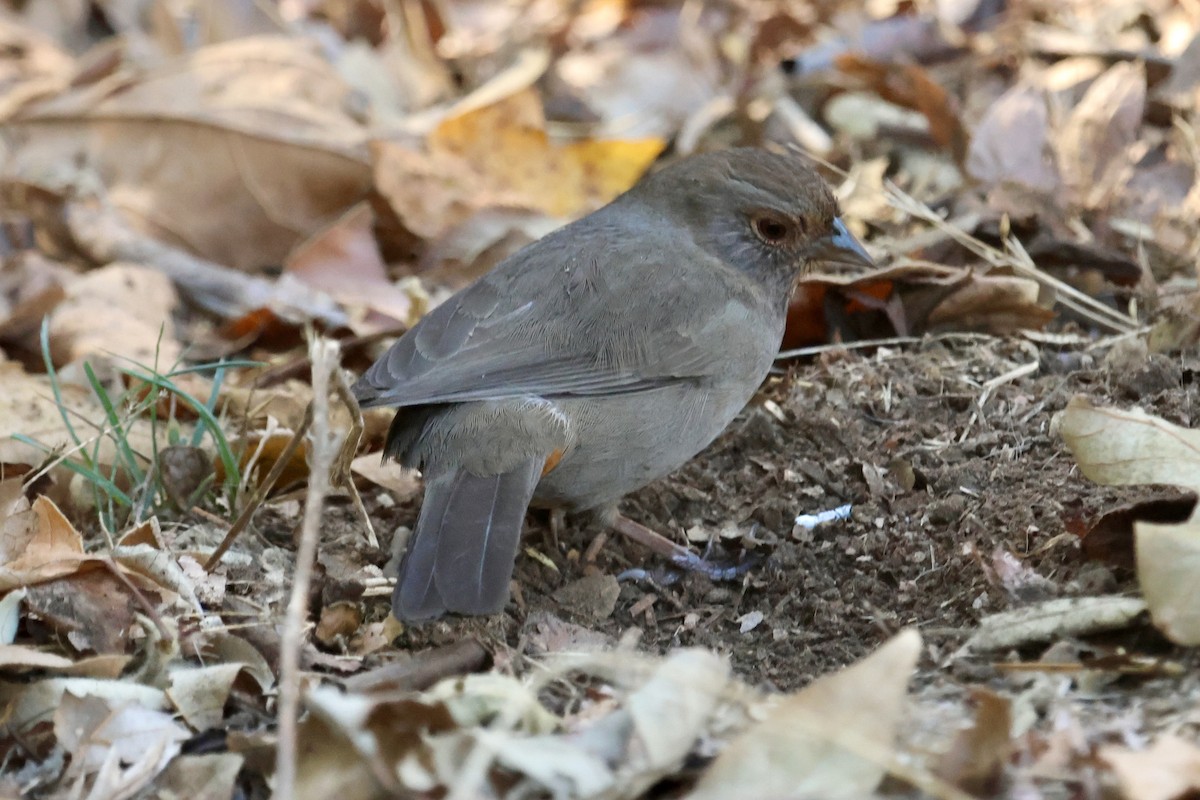 California Towhee - ML642909571