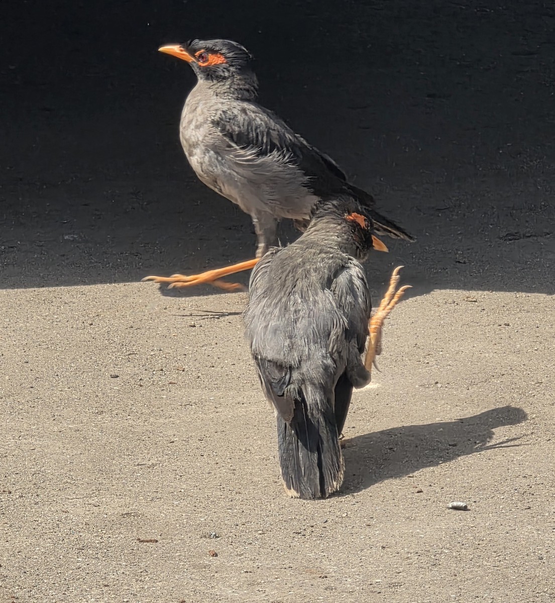 Bank Myna - ML642909572