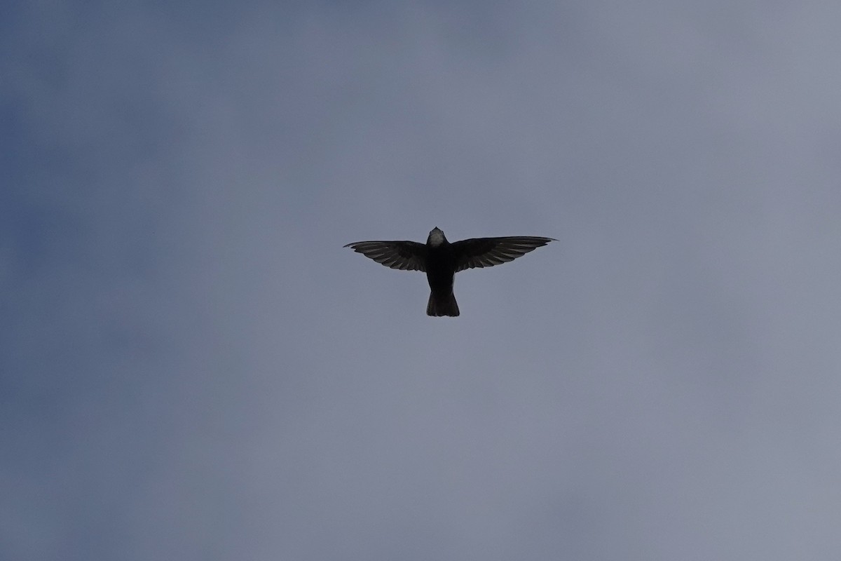 Little Swift - ML642909573