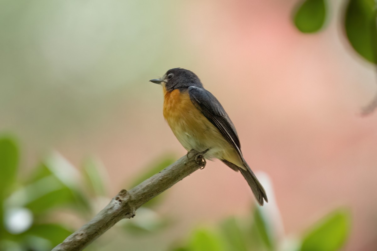 Mangrove Blue Flycatcher - ML642909579