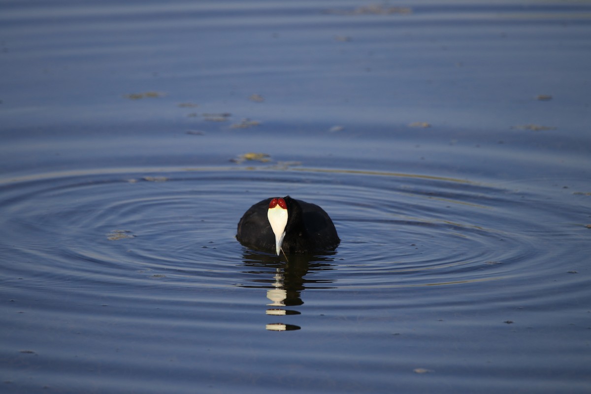 Red-knobbed Coot - ML642909584